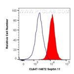 Septin 11 Antibody in Flow Cytometry (Flow)