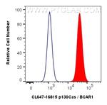 p130Cas Antibody in Flow Cytometry (Flow)