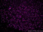DLL3 Antibody in Immunohistochemistry (PFA fixed) (IHC (PFA))