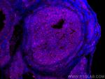 LHCGR Antibody in Immunohistochemistry (PFA fixed) (IHC (PFA))