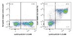 CD11b Antibody in Flow Cytometry (Flow)