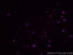 CD16/32 Antibody in Immunocytochemistry (ICC/IF)