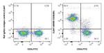 CD38 Antibody in Flow Cytometry (Flow)
