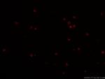 CD4 Antibody in Immunocytochemistry (ICC/IF)