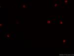 CD4 Antibody in Immunocytochemistry (ICC/IF)