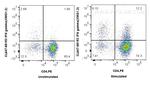 IFN-gamma Antibody in Flow Cytometry (Flow)
