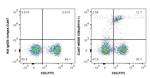 CD8a Antibody in Flow Cytometry (Flow)