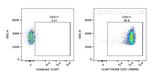 CD31 Antibody in Flow Cytometry (Flow)
