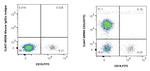 CD3 Antibody in Flow Cytometry (Flow)