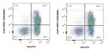 CD26 Antibody in Flow Cytometry (Flow)