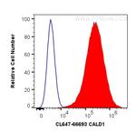 CALD1 Antibody in Flow Cytometry (Flow)