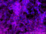 Drebrin Antibody in Immunocytochemistry (ICC/IF)