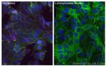 Phospho-Beta Catenin (Ser675) Antibody in Immunocytochemistry (ICC/IF)