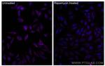Phospho-mTOR (Ser2448) Antibody in Immunocytochemistry (ICC/IF)