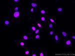 PAX8 Antibody in Immunocytochemistry (ICC/IF)