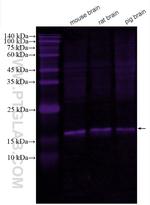 NCS1 Antibody in Western Blot (WB)
