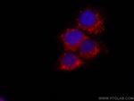 citrate synthase Antibody in Immunocytochemistry (ICC/IF)