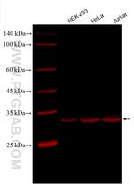 GAPDH Antibody in Western Blot (WB)