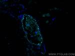 HBB Antibody in Immunohistochemistry (PFA fixed) (IHC (PFA))