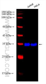 GAPDH Antibody in Western Blot (WB)