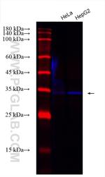 PCNA Antibody in Western Blot (WB)