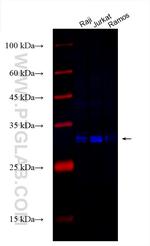 SECTM1 Antibody in Western Blot (WB)