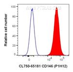 CD146 Antibody in Flow Cytometry (Flow)
