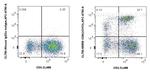 CD8 Antibody in Flow Cytometry (Flow)
