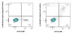 CD20 Antibody in Flow Cytometry (Flow)