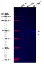 MBP tag Antibody in Western Blot (WB)