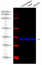 Beta Actin Antibody in Western Blot (WB)