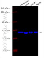 Beta Actin Antibody in Western Blot (WB)