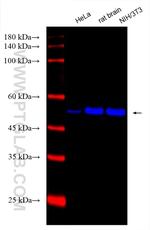 Alpha Tubulin Antibody in Western Blot (WB)