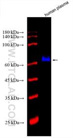 Albumin Antibody in Western Blot (WB)