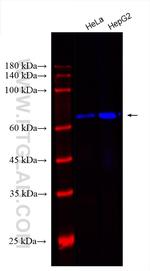 Lamin B1 Antibody in Western Blot (WB)