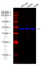 TBP Antibody in Western Blot (WB)