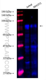 TLE1 Antibody in Western Blot (WB)