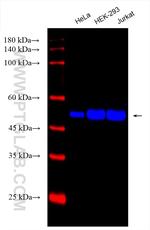 Beta Tubulin Antibody in Western Blot (WB)