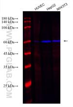 YY1 Antibody in Western Blot (WB)