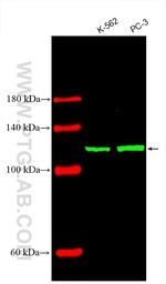 Vinculin Antibody in Western Blot (WB)