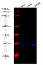 VDAC1/Porin Antibody in Western Blot (WB)