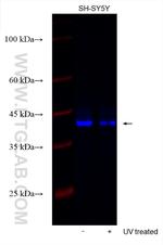 SMAD1 Antibody in Western Blot (WB)
