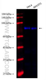 KAT2A/GCN5 Antibody in Western Blot (WB)