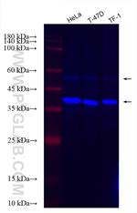 CDK9 Antibody in Western Blot (WB)