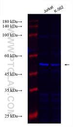 calreticulin Antibody in Western Blot (WB)