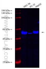 PDI Antibody in Western Blot (WB)