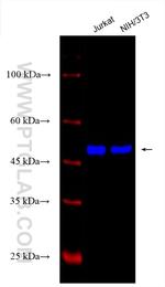 Beta Tubulin Antibody in Western Blot (WB)