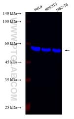 Beta Tubulin Antibody in Western Blot (WB)
