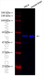 Alpha Tubulin Antibody in Western Blot (WB)
