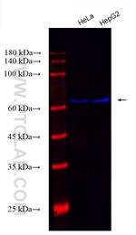 Lamin B1 Antibody in Western Blot (WB)
